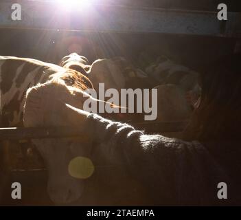 Giovane donna che accarezza mucca nel fienile al tramonto Foto Stock