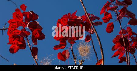 Rami di fumo cespuglio reale viola continus coggygria in autunno mentre le foglie cadono. Mattinata di sole a novembre Foto Stock