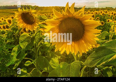 Grande girasole giallo con semi in primo piano in estate. Campo pieno di girasoli al sole. Petali e steli di fiori verdi del raccolto. Foto Stock