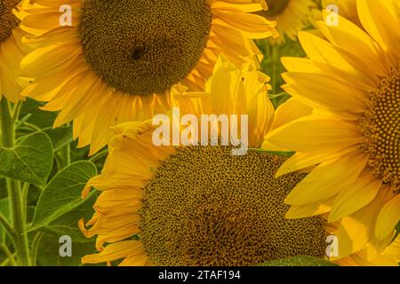 Parti di diversi girasoli. Foto dettagliata di fiori in primo piano. grandi fiori gialli con foglie verdi alla luce del giorno. Semi di girasole visibili Foto Stock