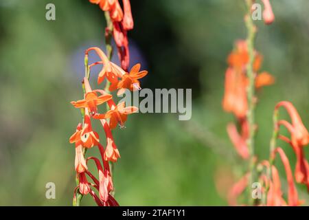 Primo piano dei fiori di giglio arancio (Watsonia) in fiore Foto Stock