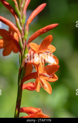 Primo piano dei fiori di giglio arancio (Watsonia) in fiore Foto Stock