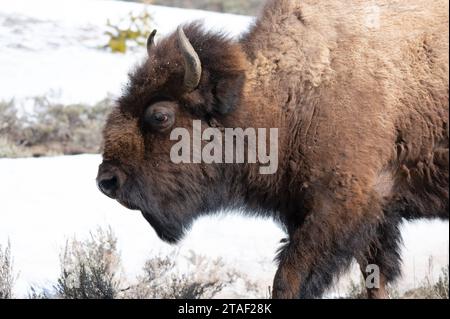 Profilo di un bisonte nel parco nazionale di Yellowstone. Foto Stock