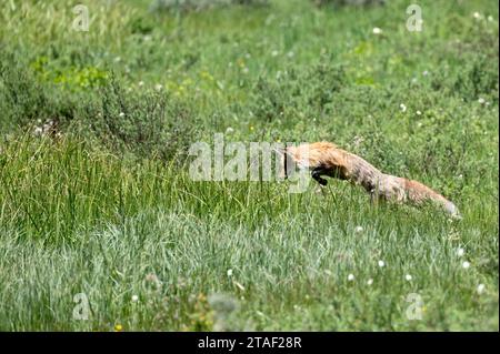 Una volpe rossa che salta a pranzo. Foto Stock