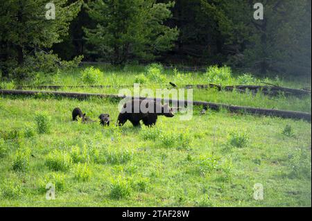 Orso madre e due cuccioli che camminano in un prato del parco nazionale di Yellowstone. Foto Stock