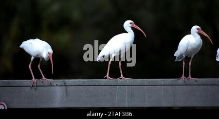 Ibis bianco americano su un molo del Kapok Park a Clearwater, Florida Foto Stock