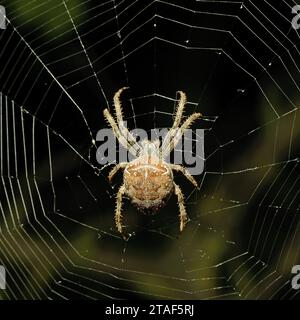 Grande ragno sul web Foto Stock