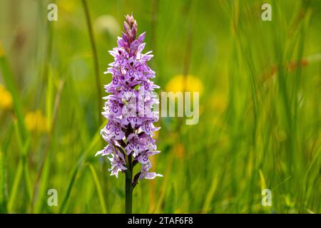 Orchidea maculata comune (Dactylorhiza fuchsia). Foto Stock