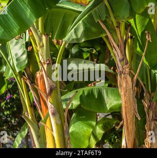 struttura tropicale a foglia di banana, grande vegetazione di palme. foglie di banana tropicali, sfondo naturale verde. Concetto di ambiente. Foto Stock