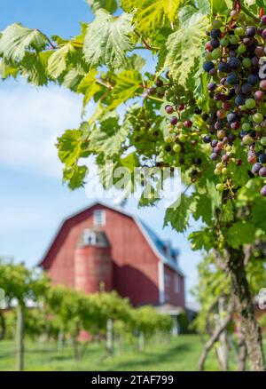 Grappolo di uve e foglie sulla vite in crescita, con granaio rosso sfocato e silo in lontananza. Foto Stock