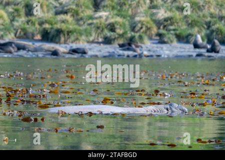 Regno Unito (BOT) Isola della Georgia del Sud, Ocean Harbor. Grande foca elefante maschile (Mirounga leonina) nell'acqua. Foto Stock