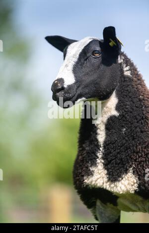 Pecore olandesi maculate di un solo genealogico in un campo. Cumbria, Regno Unito. Foto Stock