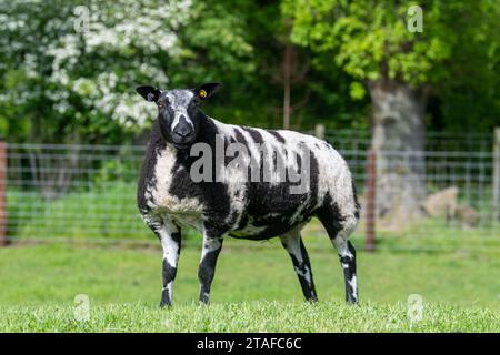 Pecore olandesi maculate di un solo genealogico in un campo. Cumbria, Regno Unito. Foto Stock