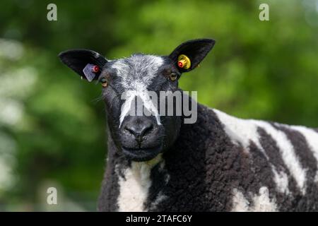 Pecore olandesi maculate di un solo genealogico in un campo. Cumbria, Regno Unito. Foto Stock