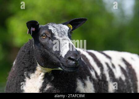 Pecore olandesi maculate di un solo genealogico in un campo. Cumbria, Regno Unito. Foto Stock
