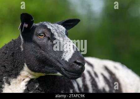 Pecore olandesi maculate di un solo genealogico in un campo. Cumbria, Regno Unito. Foto Stock