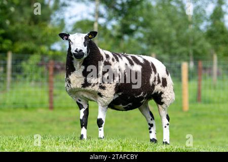 Pecore olandesi maculate di un solo genealogico in un campo. Cumbria, Regno Unito. Foto Stock