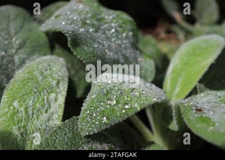 Lambs Ear Dewy Leaves Foto Stock