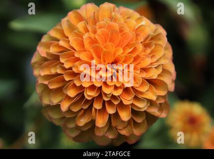 Calendula messicana in Nebraska Foto Stock