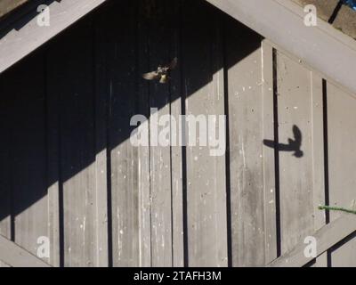 Barn Swallow volare in Barn Foto Stock