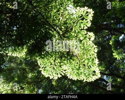 Redwood Grove Ambiance Foto Stock