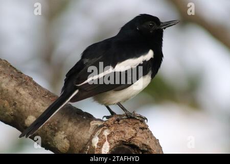 Oriental Magpie Robin in dettaglio Foto Stock