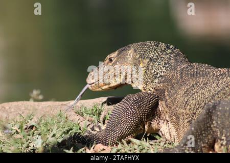 Monitora Lizard nel Thai Urban Park Foto Stock