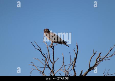 Bird of Prey arroccato sul ramo Foto Stock