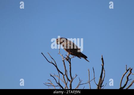 Hawk in posa precaria Foto Stock