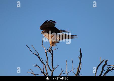 Momenti Hawk con le spalle rosse Foto Stock
