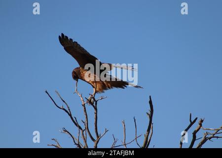 Majestic Hawk che si prepara a volare Foto Stock