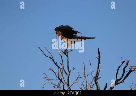 Hawk con le spalle rosse in azione Foto Stock