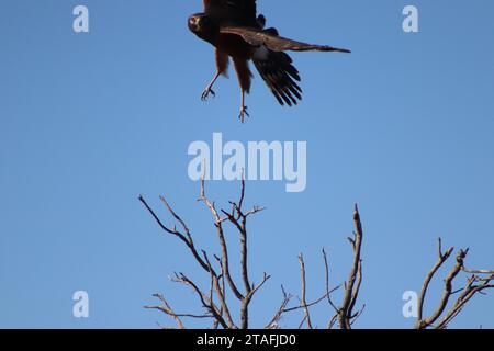 Hawk pronto a decollare Foto Stock