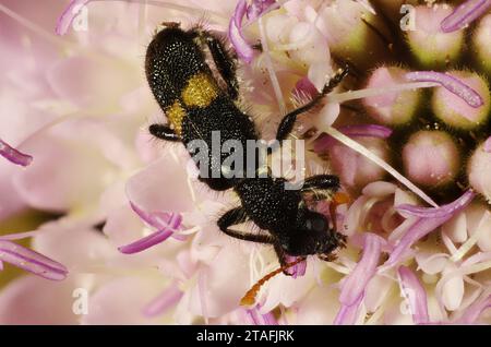 Vista ravvicinata del coleottero Cleride (Eleale pulchra) che si nutre di fiori Foto Stock