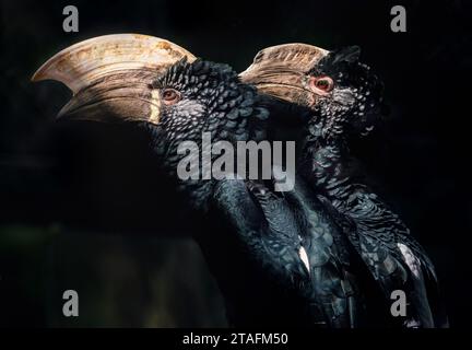 Coppia Hornbill argentata (Bycanistes brevis) Foto Stock