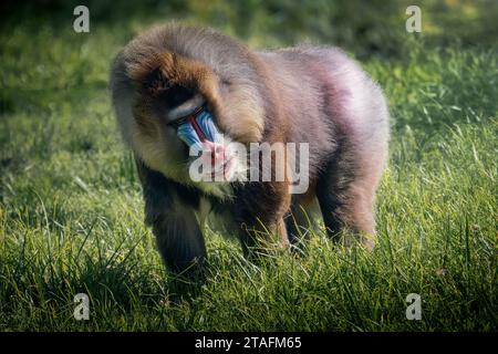 Mandarino maschio (Mandrillus sphinx) Foto Stock