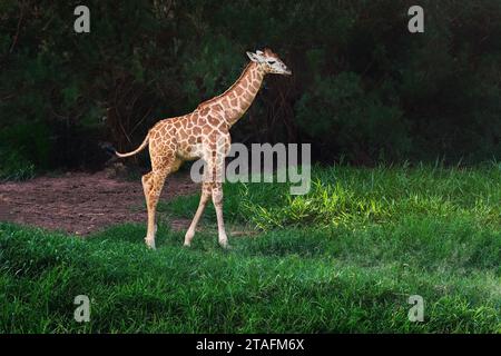 Giraffa dei piccoli Rothschilds (Giraffa camelopardalis rothschildi) Foto Stock