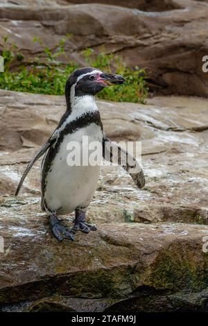 Pinguino di Humboldt (Spheniscus humboldti) - uccello sudamericano Foto Stock