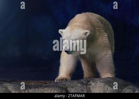 Bellissimo orso polare (Ursus maritimus) Foto Stock