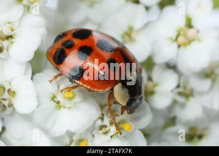 Coccinella rossa su splendidi fiori bianchi, vista macro Foto Stock