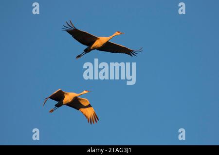 Sandhill gru in volo, Bernardo Wildlife Management Area, Nuovo Messico Foto Stock