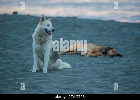 Due cani sdraiati sulla spiaggia di sabbia nera Foto Stock