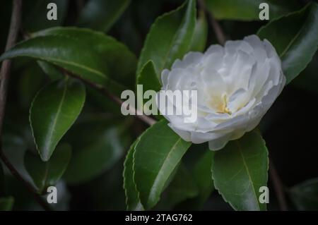 Un bellissimo fiore di camelia bianca in piena fioritura tra lussureggianti foglie verdi Foto Stock