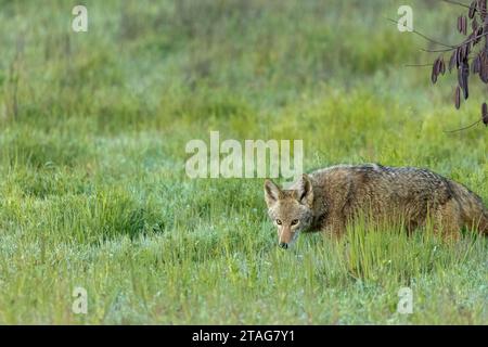 La mattina presto un coyote solitario attraversa l'erba verde bagnata in un parco cittadino. I Coyotes stanno diventando sempre più comuni nelle aree urbane. Foto Stock