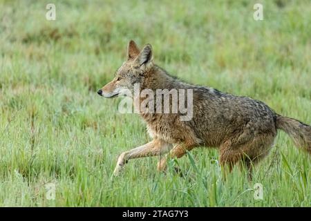 La mattina presto un coyote solitario attraversa l'erba verde bagnata in un parco cittadino. I Coyotes stanno diventando sempre più comuni nelle aree urbane. Foto Stock