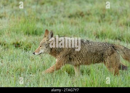 La mattina presto un coyote solitario attraversa l'erba verde bagnata in un parco cittadino. I Coyotes stanno diventando sempre più comuni nelle aree urbane. Foto Stock