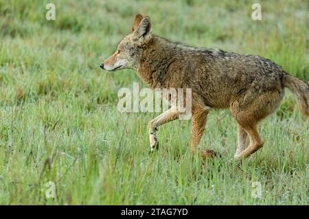 La mattina presto un coyote solitario attraversa l'erba verde bagnata in un parco cittadino. I Coyotes stanno diventando sempre più comuni nelle aree urbane. Foto Stock