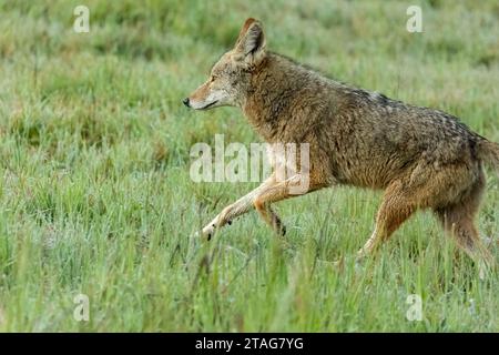 La mattina presto un coyote solitario attraversa l'erba verde bagnata in un parco cittadino. I Coyotes stanno diventando sempre più comuni nelle aree urbane. Foto Stock