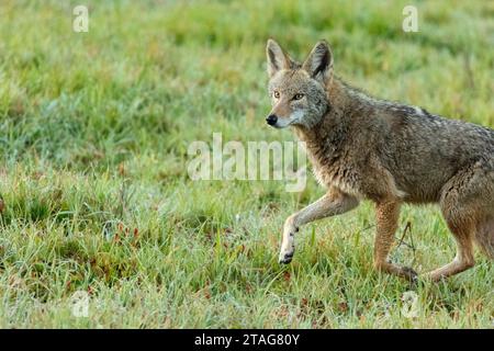 La mattina presto un coyote solitario attraversa l'erba verde bagnata in un parco cittadino. I Coyotes stanno diventando sempre più comuni nelle aree urbane. Foto Stock