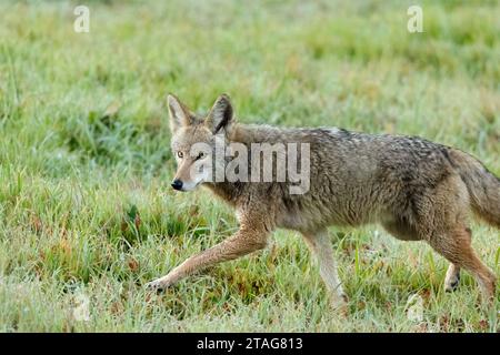 La mattina presto un coyote solitario attraversa l'erba verde bagnata in un parco cittadino. I Coyotes stanno diventando sempre più comuni nelle aree urbane. Foto Stock